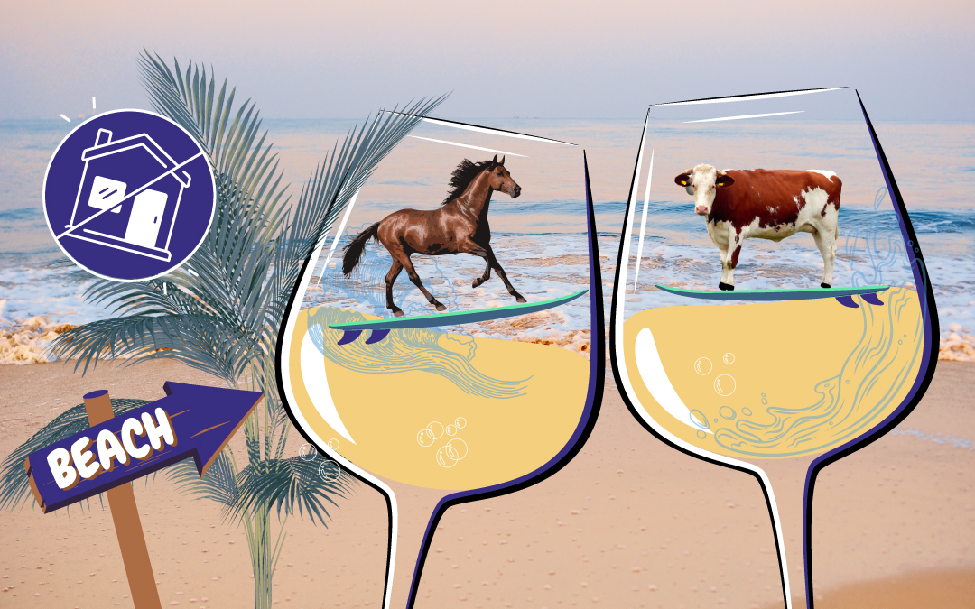 Horses and Vineyards and Beaches, Oh My!